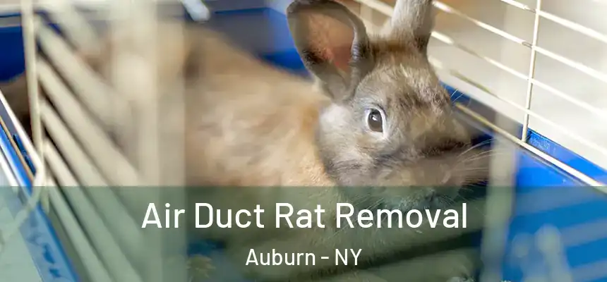  Air Duct Rat Removal Auburn - NY